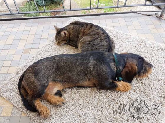 Tierisch gute Gesellschaft beim Entgittern (mein Kater und mein Dackel)